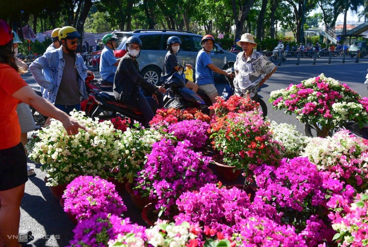 Sát giờ trả mặt bằng, nhiều tiểu thương tranh thủ gom hoa giấy, bày bán dọc vỉa hè và lấn ra một phần đường Hoàng Minh Giám để kịp "xả hàng". Những chậu hoa đủ sắc màu, bông nở rộ được chào bán với giá trung bình 100.000–300.000 đồng, giảm hơn nửa so với trước đó.