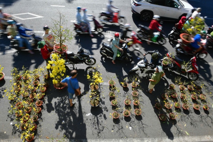 Sáng ngày 16/2, tức tất niên Ất Tỵ, lượng mai vàng tại các điểm kinh doanh hoa kiểng Tết ở TP HCM còn nhiều. Đa số mai đã bắt đầu bung nở rộ, giá giảm 30-50% so với những ngày đầu bày bán, giai đoạn 23-27 Tết.