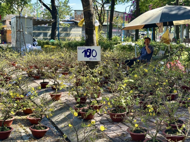 Thay vào đó, loại mai mini cỡ lớn hơn, cao khoảng 50 cm, trồng chậu đất đỏ, thu hút đông đảo khách hàng chọn mua vì không quá bé, có thể chưng bàn khách và nhiều hoa hơn. Thương lái và người bán lẻ cũng tập trung vào dòng mai này nên bày bán số lượng lớn, khiến hàng tồn còn nhiều.