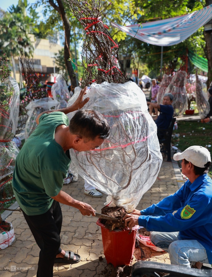 Ông Nguyễn Văn Ngọc (trái) tất bật xẻ bớt đất, đưa cây đào vào chậu cho khách. "Cây này giá 300.000 đồng, coi như vừa bán vừa cho chứ lúc đầu cả tiền triệu", ông nói.