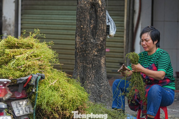 Giỏ mùi già xanh ngắt không thể thiếu trong những ngày cuối năm tại các phiên chợ, phố phường Thủ đô.