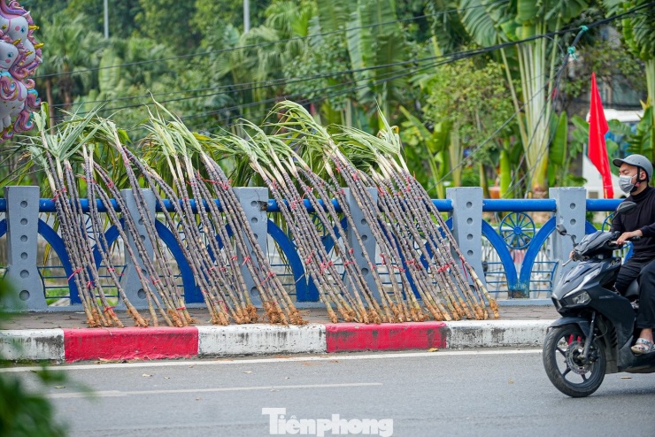 Các cây mía đẹp còn nguyên ngọn lá gốc rễ được nhiều người dân săn đón.