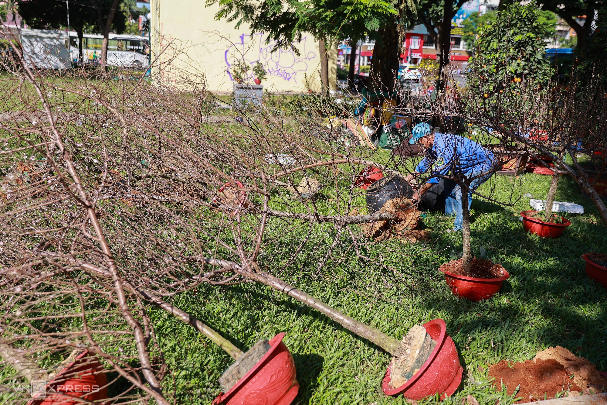 Nhiều cây đào hư hỏng, không còn hoa và nụ bị tiểu thương bỏ lại, chỉ giữ lại phần chậu để tái sử dụng.