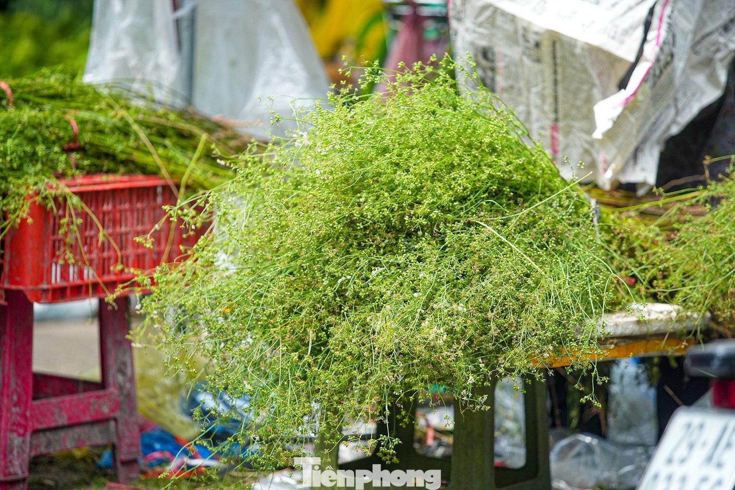 Nước mùi già đun lên có thể tắm thường xuyên, tốt cho người có bệnh ngoài da nhờ tính sát khuẩn tốt. Cây mùi già đun lấy nước để tắm giúp mềm mại và sáng da. Dùng nước mùi già gội đầu giúp tóc bóng đẹp, bớt rụng tóc...