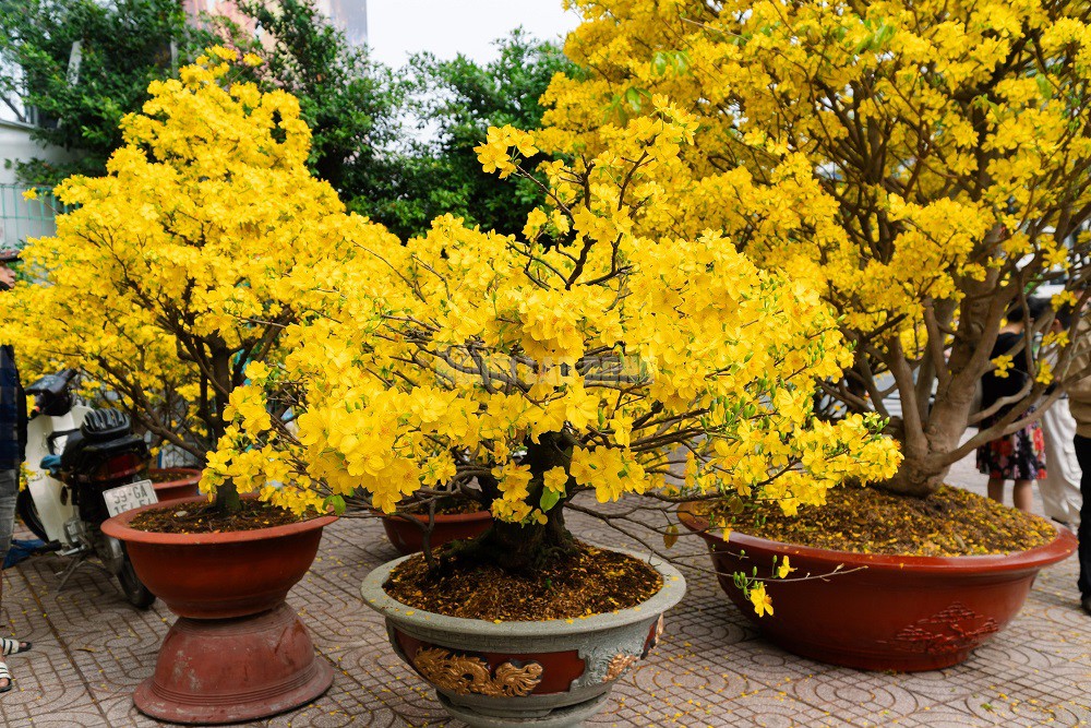 Vườn của anh Sơn còn cung cấp nhiều loại mai ghép đa dạng như giảo Thủ Đức, siêu bông Sài Gòn, siêu bông Bình Lợi và giảo gai với mức giá dao động từ 10 triệu đến 100 triệu đồng tùy loại.