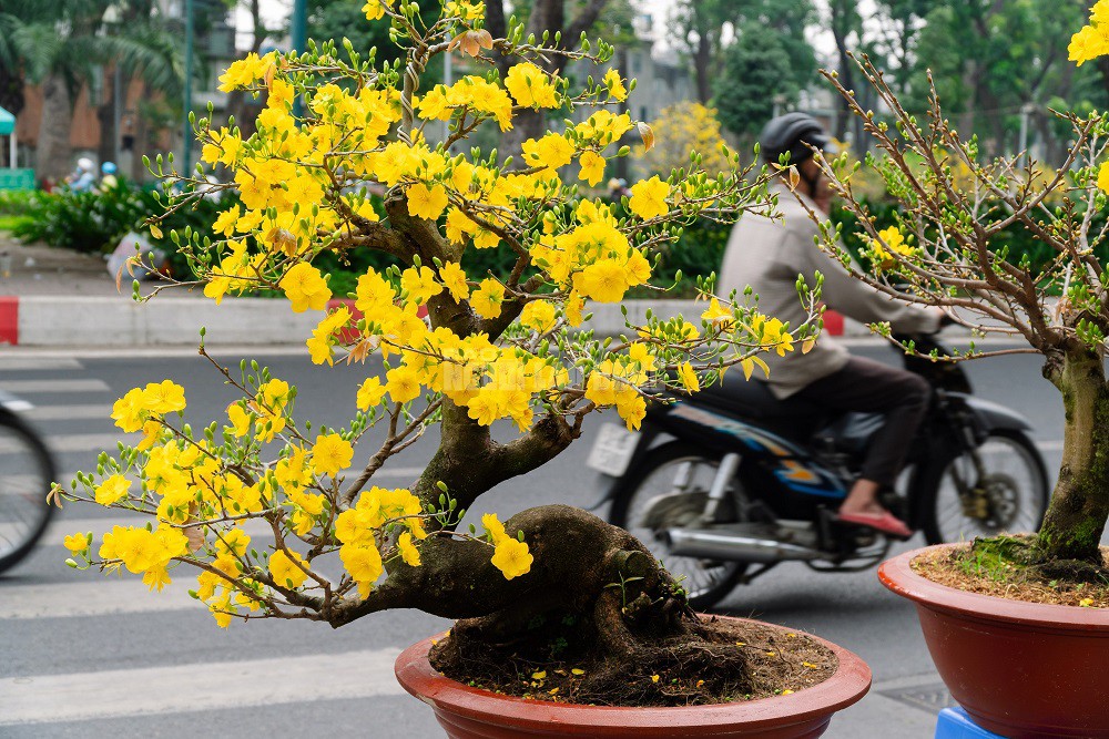 Vườn của anh Sơn còn cung cấp nhiều loại mai ghép đa dạng như giảo Thủ Đức, siêu bông Sài Gòn, siêu bông Bình Lợi và giảo gai với mức giá dao động từ 10 triệu đến 100 triệu đồng tùy loại.