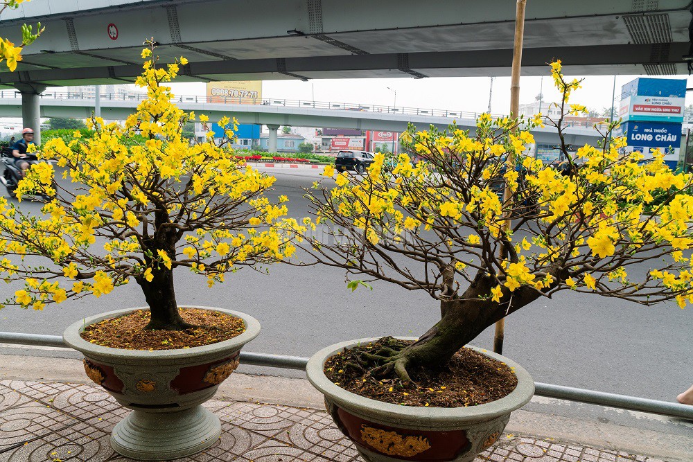 Vườn của anh Sơn còn cung cấp nhiều loại mai ghép đa dạng như giảo Thủ Đức, siêu bông Sài Gòn, siêu bông Bình Lợi và giảo gai với mức giá dao động từ 10 triệu đến 100 triệu đồng tùy loại.