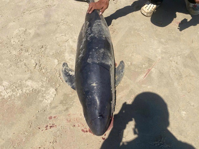 Sau nỗ lực đưa cá trở lại biển, cá Ông được phát hiện dạt vào bờ chết