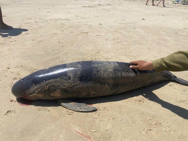 Cá Ông được phát hiện dạt vào bờ vào sáng 16-2