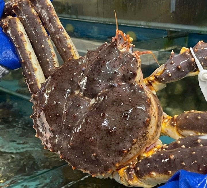 Cua hoàng đế là hải sản nhập khẩu được đại gia lùng mua dịp Tết. (Ảnh: Ekago)