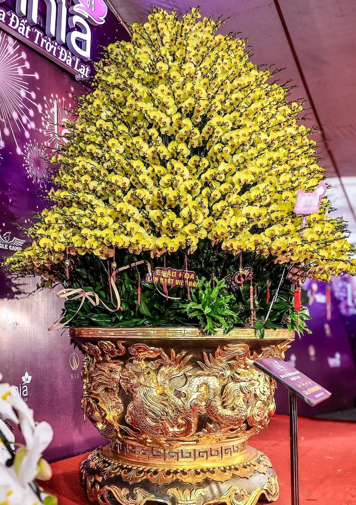 Chậu lan dát vàng gần 4 tỷ từng gây xôn xao thị trường Tết. (Ảnh: Znews)