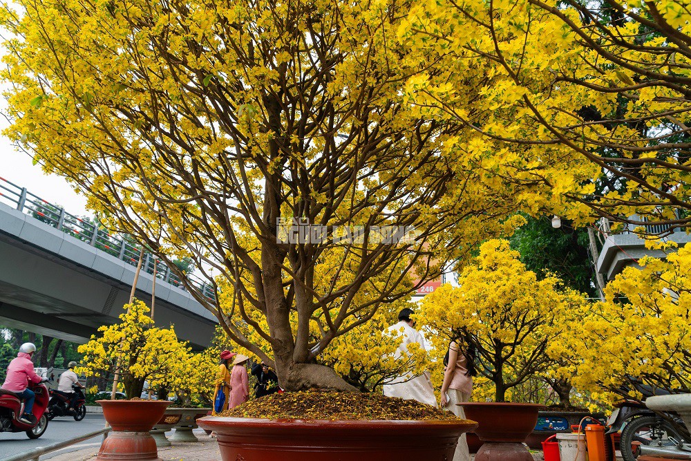 Cặp mai giảo 40 năm tuổi tại công viên Gia Định sở hữu những thông số kỹ thuật đầy ấn tượng. Cụ thể, cây thứ nhất có chiều cao khoảng 4 m, tán rộng 3 m và hoành thân đạt 62 cm. Cây thứ hai có phần nhỉnh hơn với chiều cao 4,5 m, tán ngang 3,5 m cùng hoành thân lên đến 65 cm. Hiện tại, mỗi cây được rao bán với mức giá 350 triệu đồng.