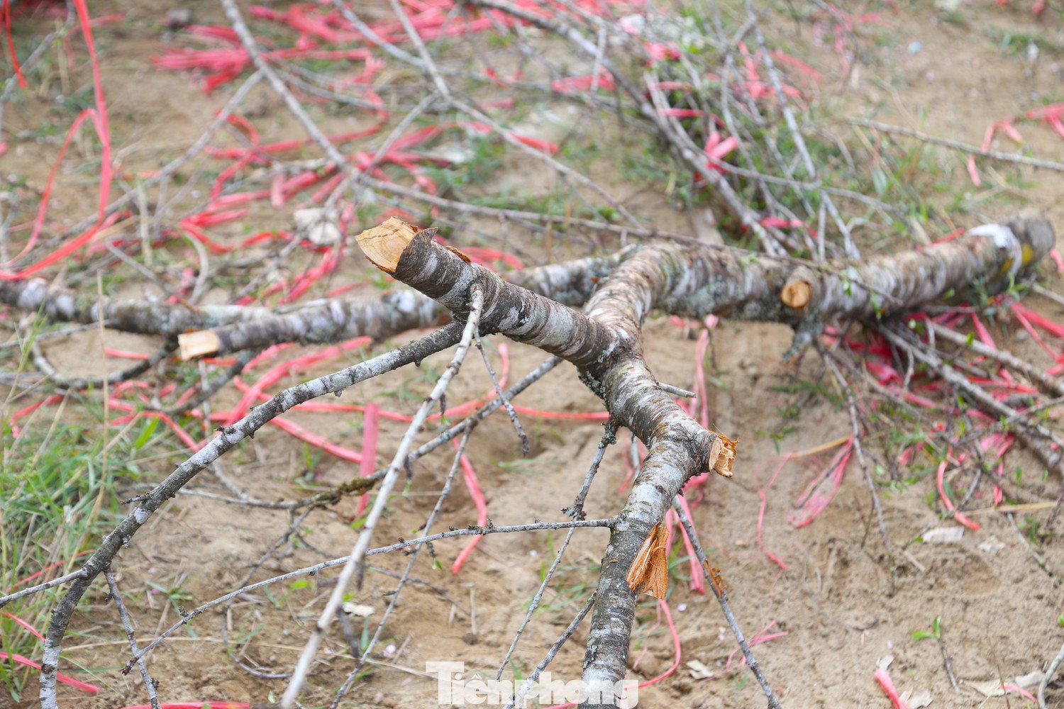 Có cành đào đã bị cưa, có cành bị bẻ gãy nằm lẫn lộn, ngổn ngang với dây buộc.