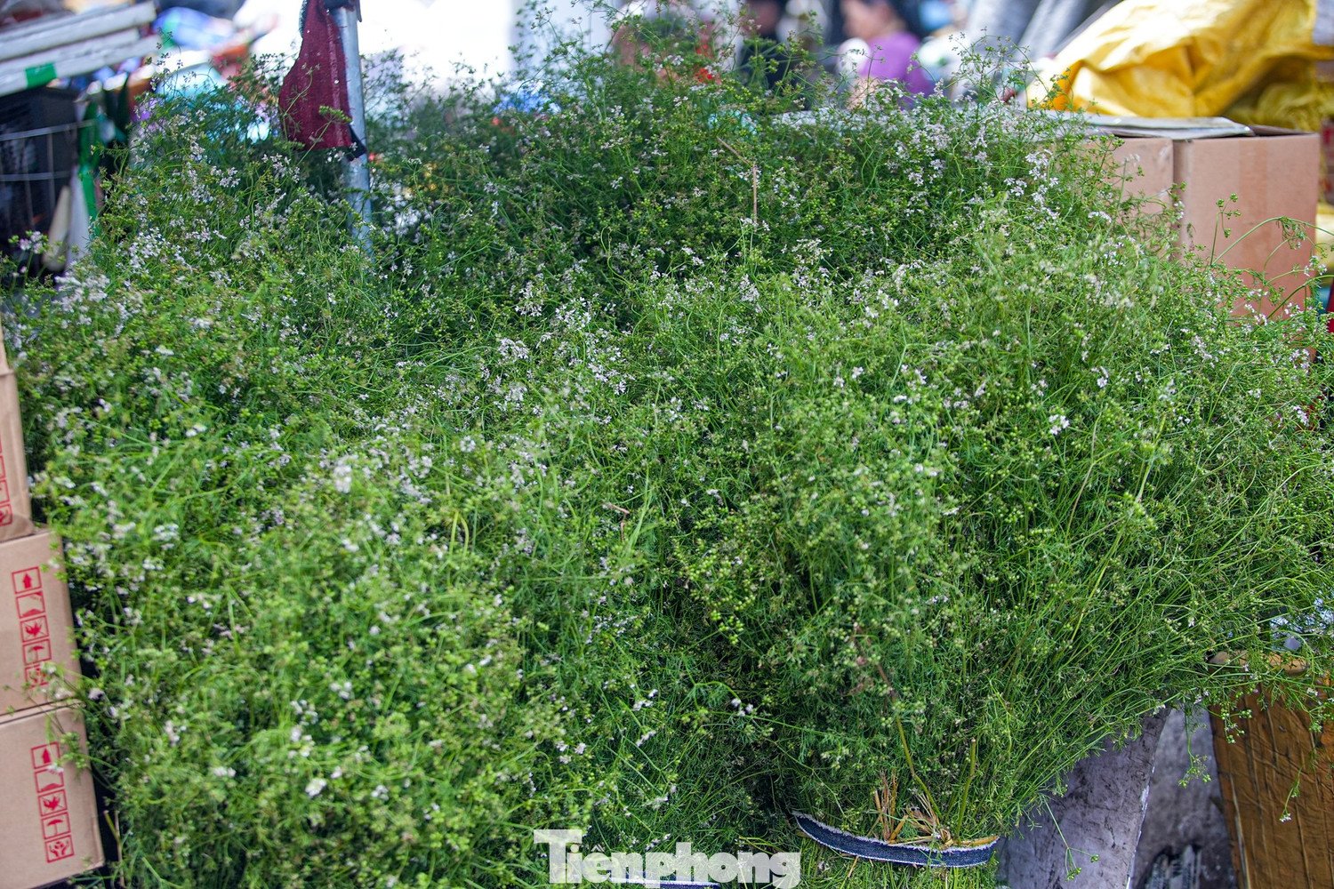 Nước mùi già đun lên có thể tắm thường xuyên, tốt cho người có bệnh ngoài da nhờ tính sát khuẩn tốt. Cây mùi già đun lấy nước để tắm giúp mềm mại và sáng da. Dùng nước mùi già gội đầu giúp tóc bóng đẹp, bớt rụng tóc...