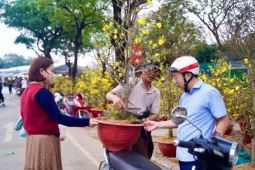 Sáng 29 Tết, đào, mai, quất "rủ nhau" đồng loạt giảm giá, người dân Hà Nội đổ xô đi mua
