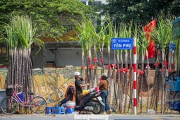 Mía lộc thắt nơ đỏ đổ bộ đường phố Hà Nội chờ Giao thừa