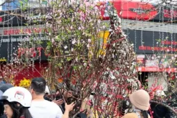 Đào, quất giảm giá sập sàn ngày 29 Tết