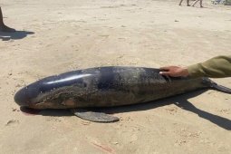 Cá Ông dạt vào Bãi Sau, phường Vũng Tàu (TPHCM) vào trưa 29 Tết