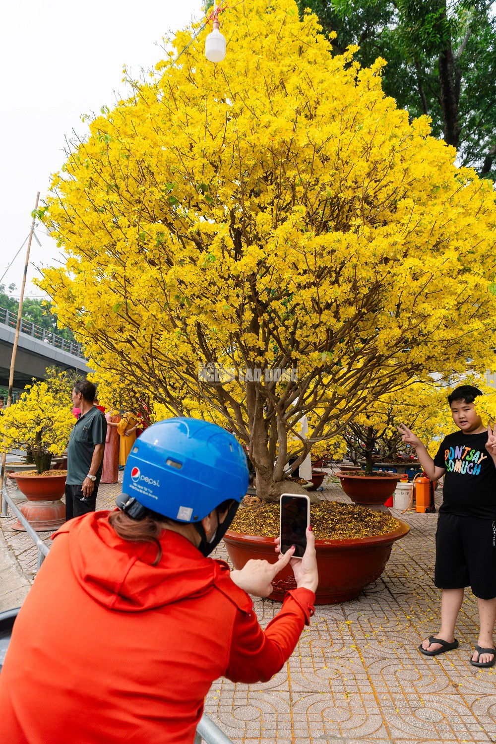 Cặp mai giảo 40 năm tuổi tại công viên Gia Định sở hữu những thông số kỹ thuật đầy ấn tượng. Cụ thể, cây thứ nhất có chiều cao khoảng 4 m, tán rộng 3 m và hoành thân đạt 62 cm. Cây thứ hai có phần nhỉnh hơn với chiều cao 4,5 m, tán ngang 3,5 m cùng hoành thân lên đến 65 cm. Hiện tại, mỗi cây được rao bán với mức giá 350 triệu đồng.
