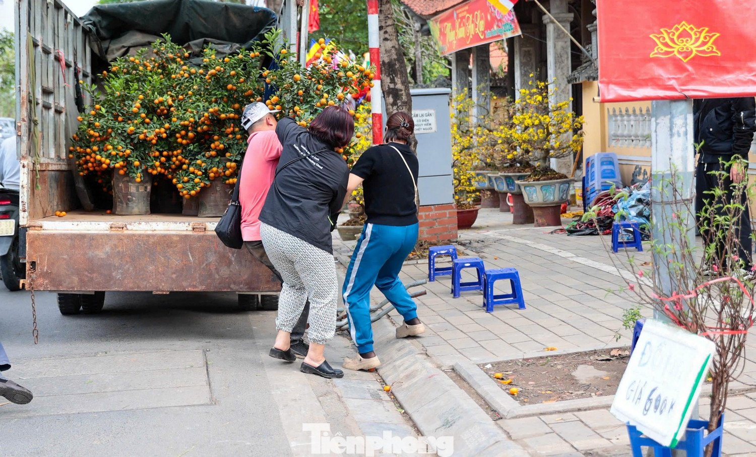 Ngoài quất mini, quất bonsai và quất cỡ trung cũng giảm 30-40%. Người mua chủ yếu chọn cây sai quả, tán tròn, ít rụng lá. Một số tiểu thương cho biết lượng bán ra ngày 29 Tết tăng gấp đôi so với ngày trước đó.