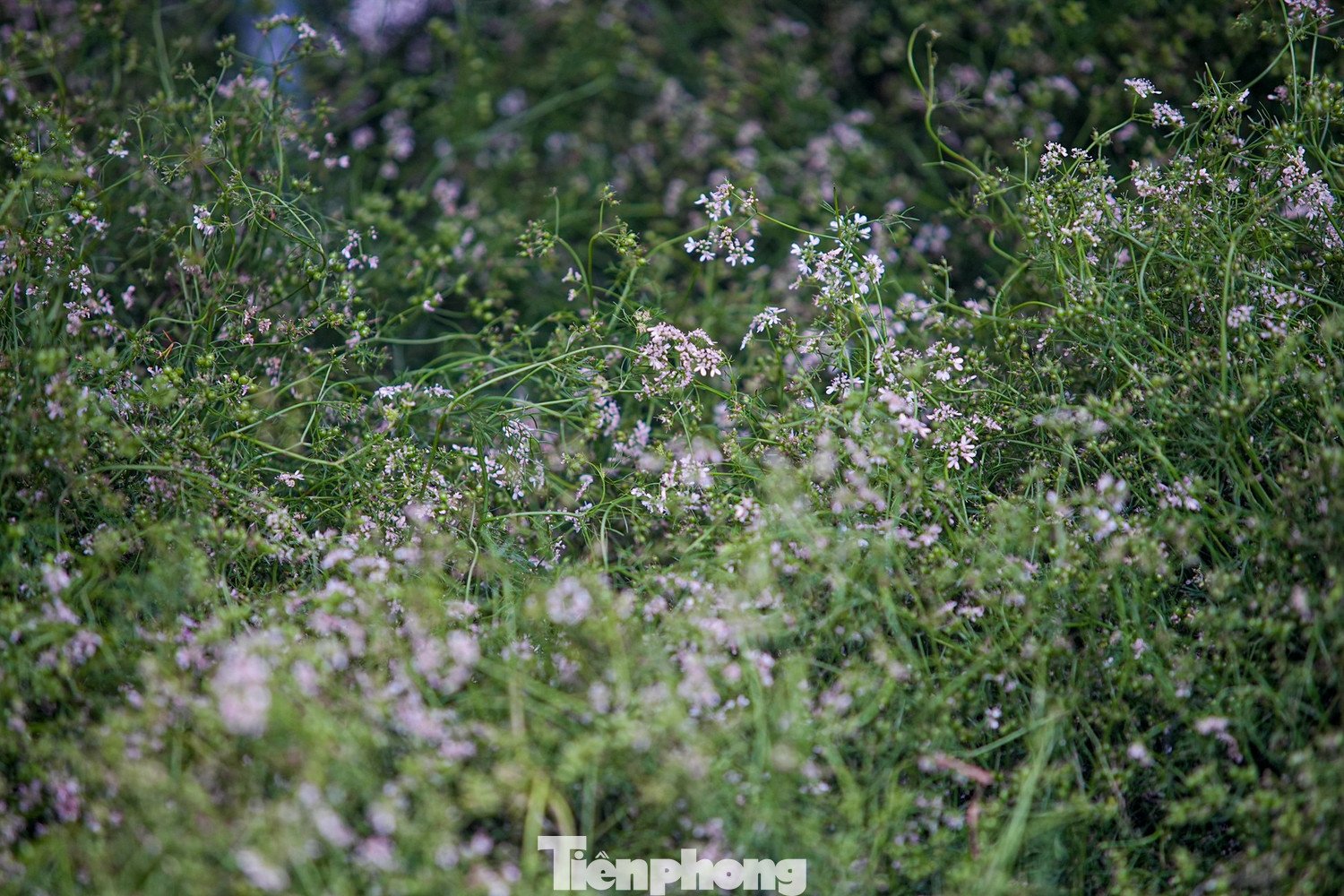 Nước mùi già đun lên có thể tắm thường xuyên, tốt cho người có bệnh ngoài da nhờ tính sát khuẩn tốt. Cây mùi già đun lấy nước để tắm giúp mềm mại và sáng da. Dùng nước mùi già gội đầu giúp tóc bóng đẹp, bớt rụng tóc...