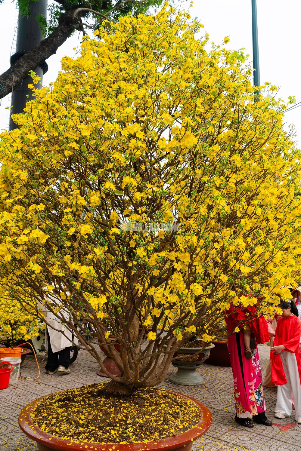 Cặp mai giảo 40 năm tuổi tại công viên Gia Định sở hữu những thông số kỹ thuật đầy ấn tượng. Cụ thể, cây thứ nhất có chiều cao khoảng 4 m, tán rộng 3 m và hoành thân đạt 62 cm. Cây thứ hai có phần nhỉnh hơn với chiều cao 4,5 m, tán ngang 3,5 m cùng hoành thân lên đến 65 cm. Hiện tại, mỗi cây được rao bán với mức giá 350 triệu đồng.