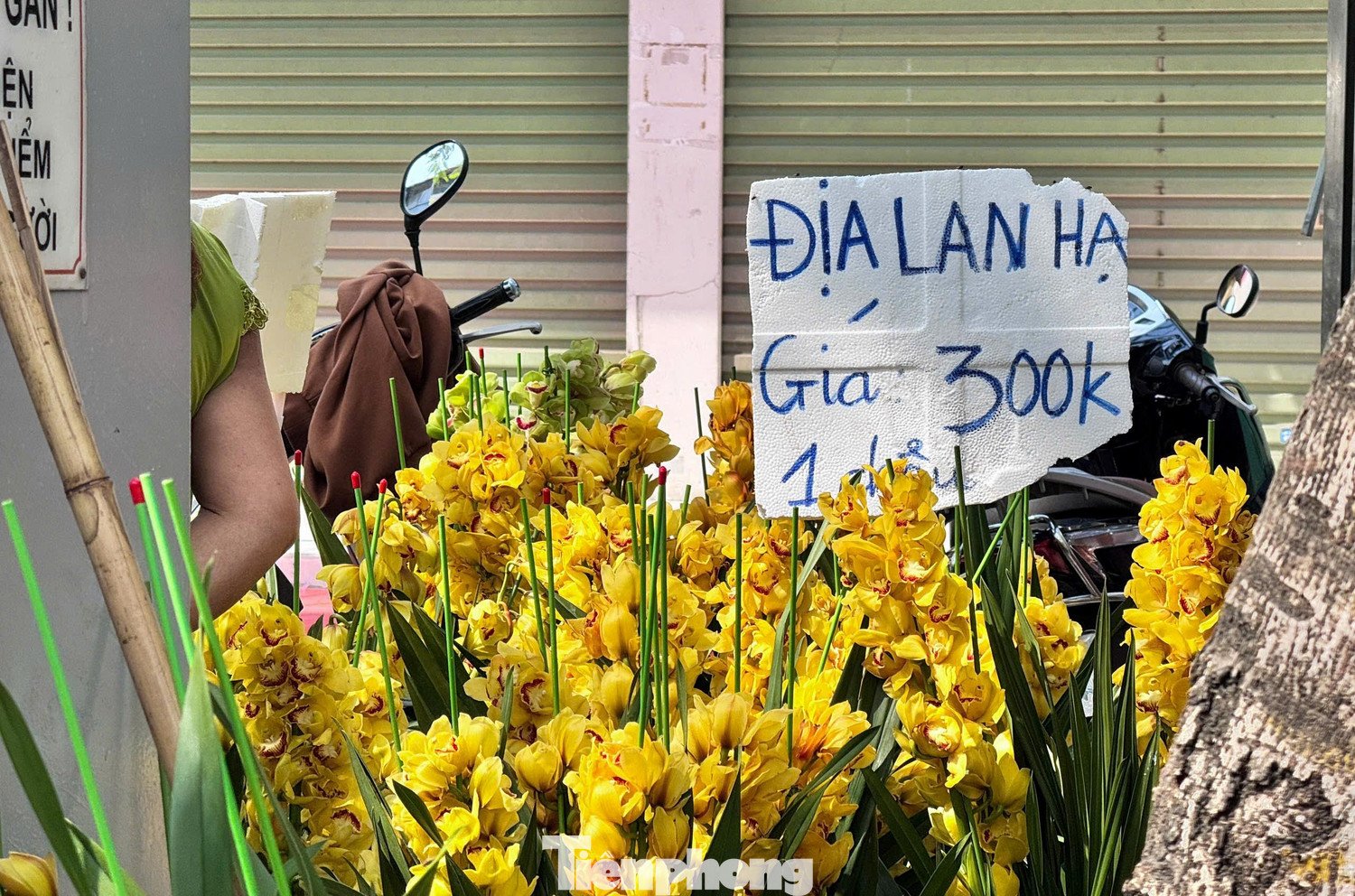 Địa lan - loại hoa những năm gần đây được nhiều gia đình phía Bắc lựa chọn, xuất hiện tại nhiều điểm bán. Tuy nhiên sức mua chậm hơn đào và quất. Nhiều chậu giảm giá tới 50% nhưng lượng khách hỏi mua không nhiều.