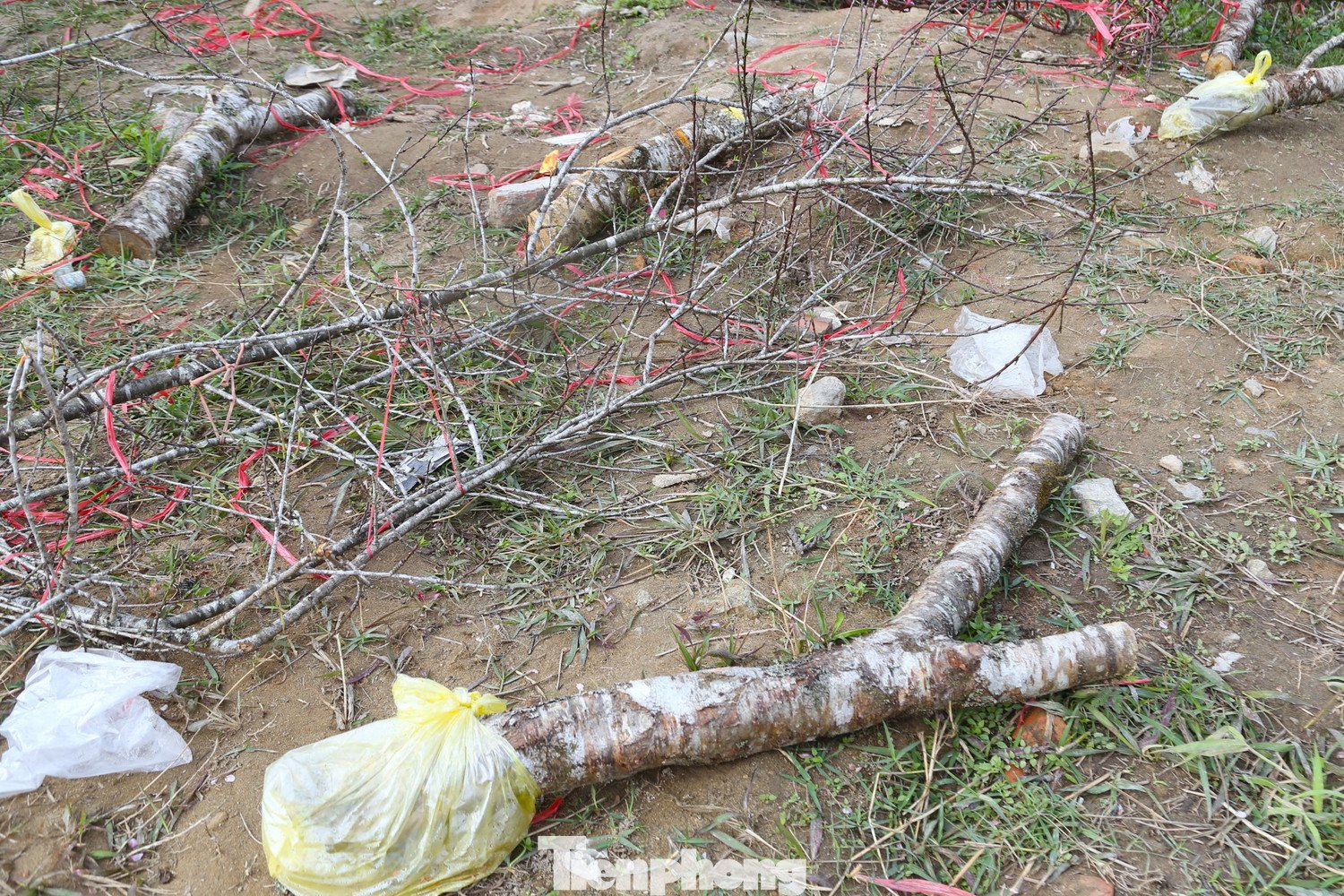 Có cành đào đã bị cưa, có cành bị bẻ gãy nằm lẫn lộn, ngổn ngang với dây buộc.