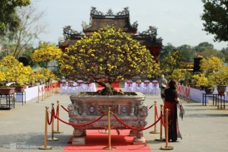 Hoàng mai cổ thụ 2 tỷ đồng khoe sắc bên sông Hương