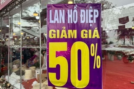 Cây cảnh, hoa chơi Tết giảm giá một nửa để xả hàng sớm