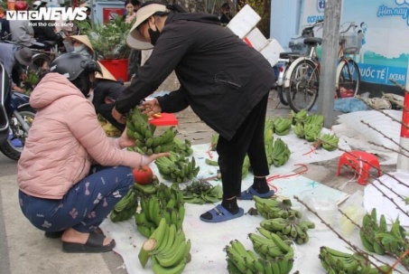 Chuối tiêu xanh 'sập' giá 10 lần, chỉ còn 30.000-60.000 đồng/nải vẫn ế