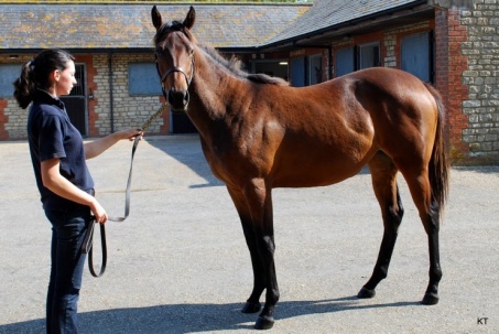 Những giống ngựa quý hiếm và đắt nhất hành tinh, “đại gia” chi cả triệu đô để sở hữu