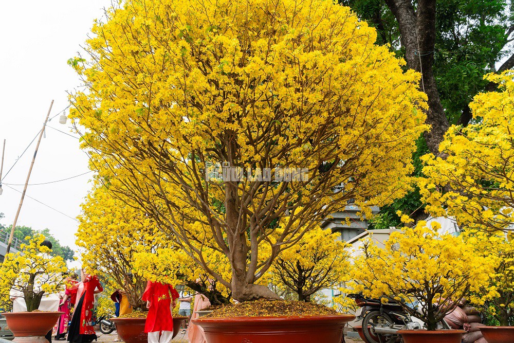 Cặp mai giảo 40 năm tuổi tại công viên Gia Định sở hữu những thông số kỹ thuật đầy ấn tượng. Cụ thể, cây thứ nhất có chiều cao khoảng 4 m, tán rộng 3 m và hoành thân đạt 62 cm. Cây thứ hai có phần nhỉnh hơn với chiều cao 4,5 m, tán ngang 3,5 m cùng hoành thân lên đến 65 cm. Hiện tại, mỗi cây được rao bán với mức giá 350 triệu đồng.