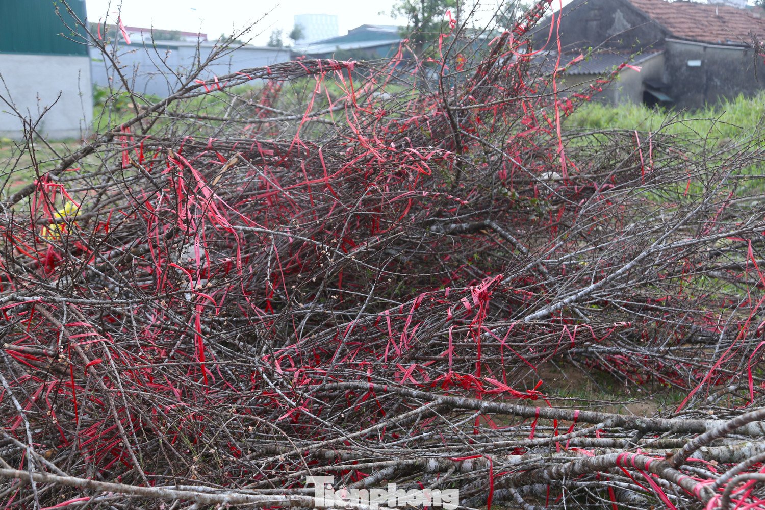 Theo một số tiểu thương, đây là số đào ế còn lại sau nhiều ngày bày bán trên tuyến đường này. Những ngày giáp Tết, khu vực đường 72 m vốn là điểm tập trung nhiều người kinh doanh đào. Tuy nhiên, sức mua năm nay chậm, lượng khách thưa thớt khiến nhiều chủ hàng rơi vào cảnh tồn đọng lớn.