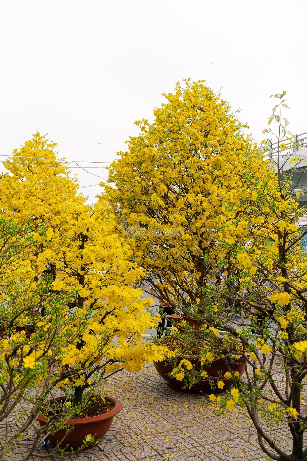 Cặp mai giảo 40 năm tuổi tại công viên Gia Định sở hữu những thông số kỹ thuật đầy ấn tượng. Cụ thể, cây thứ nhất có chiều cao khoảng 4 m, tán rộng 3 m và hoành thân đạt 62 cm. Cây thứ hai có phần nhỉnh hơn với chiều cao 4,5 m, tán ngang 3,5 m cùng hoành thân lên đến 65 cm. Hiện tại, mỗi cây được rao bán với mức giá 350 triệu đồng.