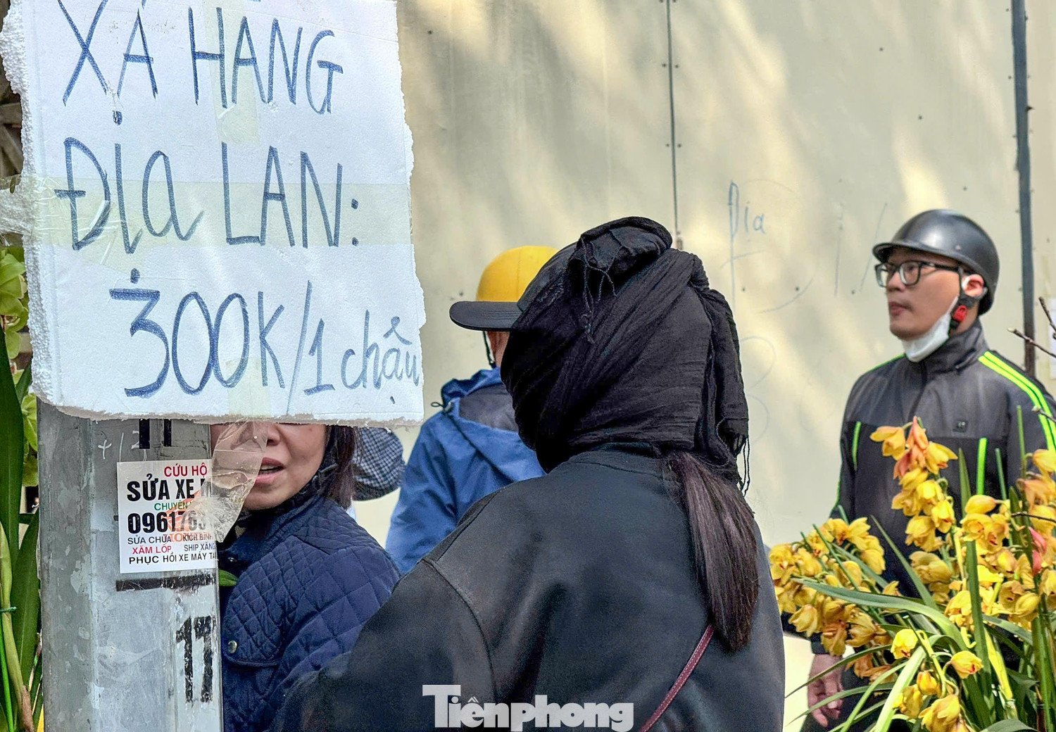 Địa lan - loại hoa những năm gần đây được nhiều gia đình phía Bắc lựa chọn, xuất hiện tại nhiều điểm bán. Tuy nhiên sức mua chậm hơn đào và quất. Nhiều chậu giảm giá tới 50% nhưng lượng khách hỏi mua không nhiều.