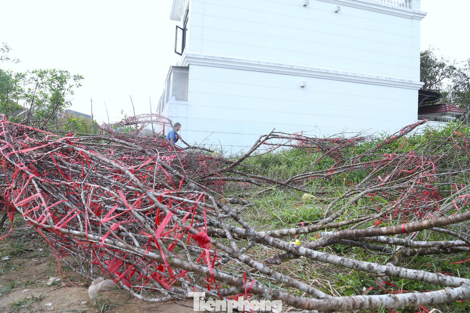 Theo một số tiểu thương, đây là số đào ế còn lại sau nhiều ngày bày bán trên tuyến đường này. Những ngày giáp Tết, khu vực đường 72 m vốn là điểm tập trung nhiều người kinh doanh đào. Tuy nhiên, sức mua năm nay chậm, lượng khách thưa thớt khiến nhiều chủ hàng rơi vào cảnh tồn đọng lớn.