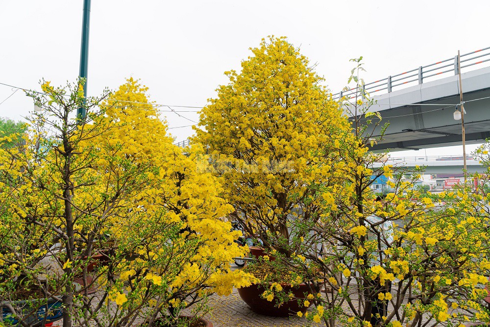 Cặp mai giảo 40 năm tuổi tại công viên Gia Định sở hữu những thông số kỹ thuật đầy ấn tượng. Cụ thể, cây thứ nhất có chiều cao khoảng 4 m, tán rộng 3 m và hoành thân đạt 62 cm. Cây thứ hai có phần nhỉnh hơn với chiều cao 4,5 m, tán ngang 3,5 m cùng hoành thân lên đến 65 cm. Hiện tại, mỗi cây được rao bán với mức giá 350 triệu đồng.