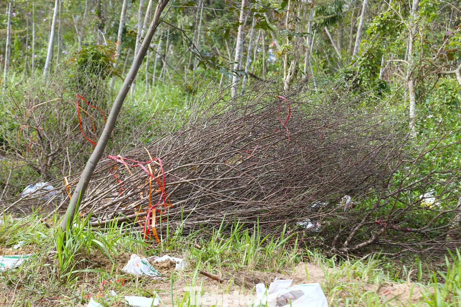 Việc chặt bỏ đào ế không chỉ gây lãng phí công sức, tiền bạc của người trồng mà còn ảnh hưởng đến mỹ quan đô thị.