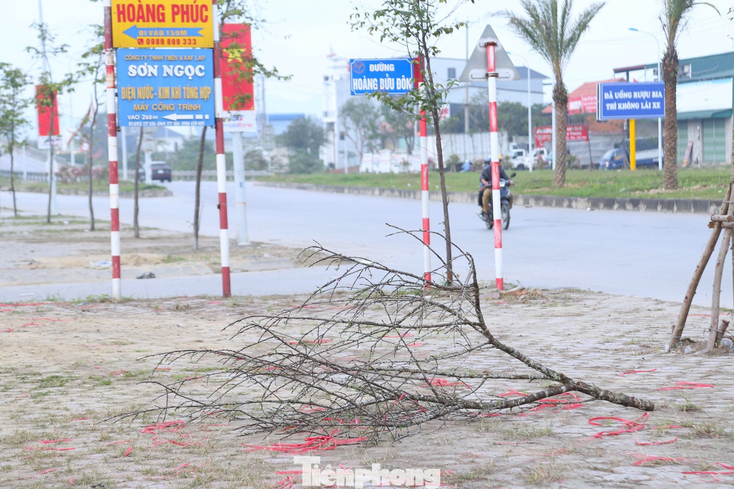 Việc chặt bỏ đào ế không chỉ gây lãng phí công sức, tiền bạc của người trồng mà còn ảnh hưởng đến mỹ quan đô thị.