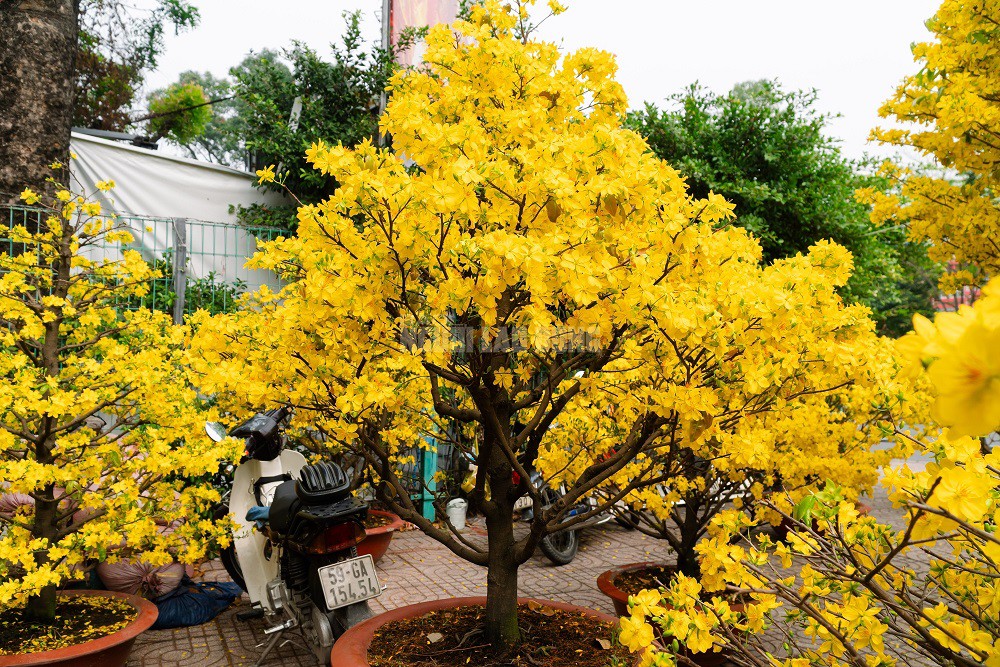 Vườn của anh Sơn còn cung cấp nhiều loại mai ghép đa dạng như giảo Thủ Đức, siêu bông Sài Gòn, siêu bông Bình Lợi và giảo gai với mức giá dao động từ 10 triệu đến 100 triệu đồng tùy loại.