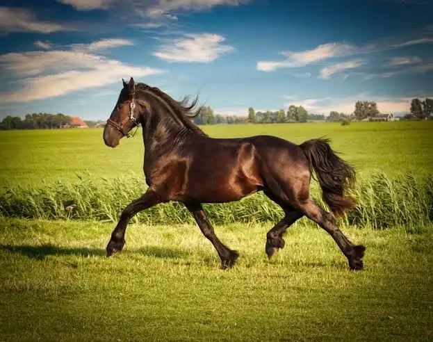 Tại Việt Nam, một con ngựa Friesian nhập khẩu có thể có giá từ 2 - 2,5 tỷ đồng hoặc hơn.