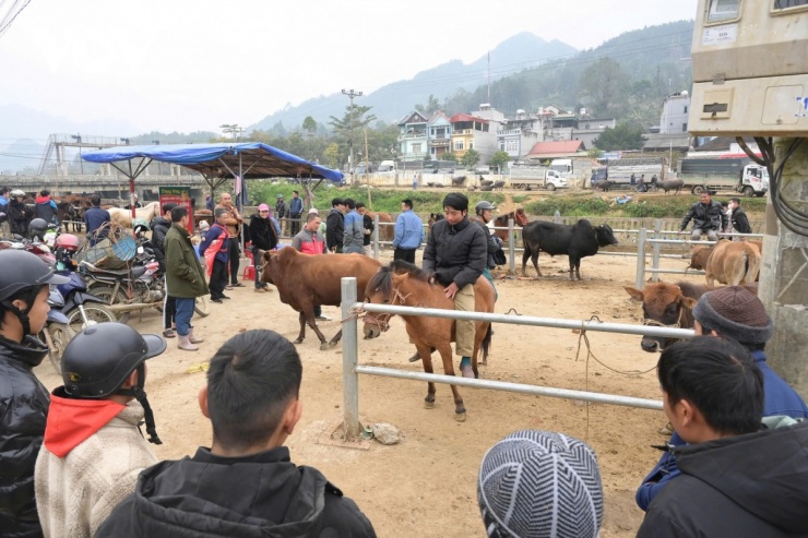 Sớm thứ Bảy, phiên chợ gia súc ven suối Nậm Cáy (Bắc Hà) bừng tỉnh trong làn sương mù, mở đầu cho chuỗi ngày hội vó ngựa đầy náo nhiệt trên cao nguyên trắng.