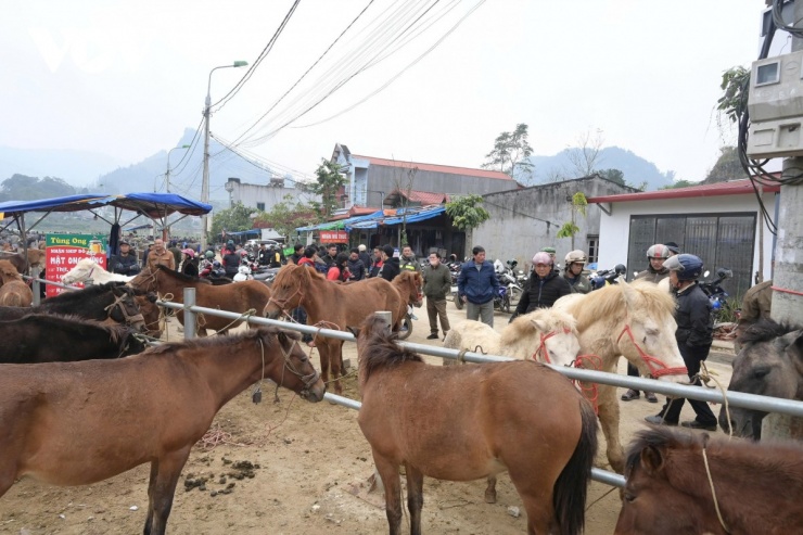Ngựa được đưa ra chợ từ lúc còn non để "rạn người", quen với tiếng ồn, tiếng còi xe để khi vào trường đua không bị hoảng.
