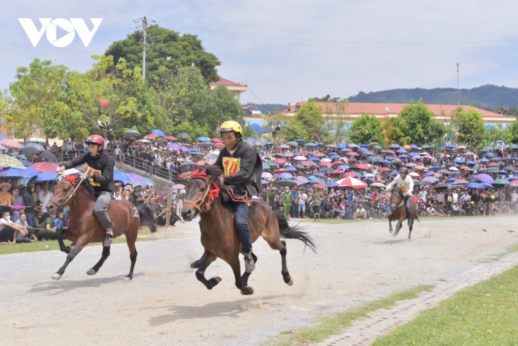 Ngựa Bắc Hà phải chọn giống bản địa, biết leo dốc, chịu được sương muối và dễ dạy