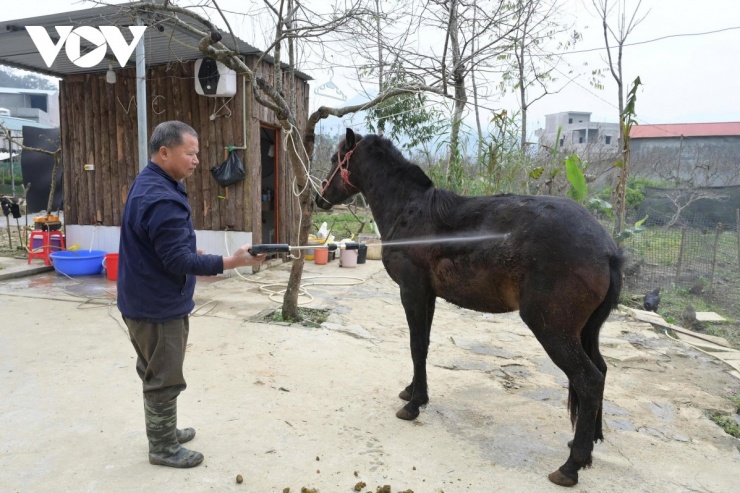 Ông Thàn Văn Dùng tỉ mẩn chăm sóc chú ngựa đen. Với ông, con ngựa là người bạn tâm giao, là kỷ vật sống của những năm tháng cầm cương lừng lẫy.
