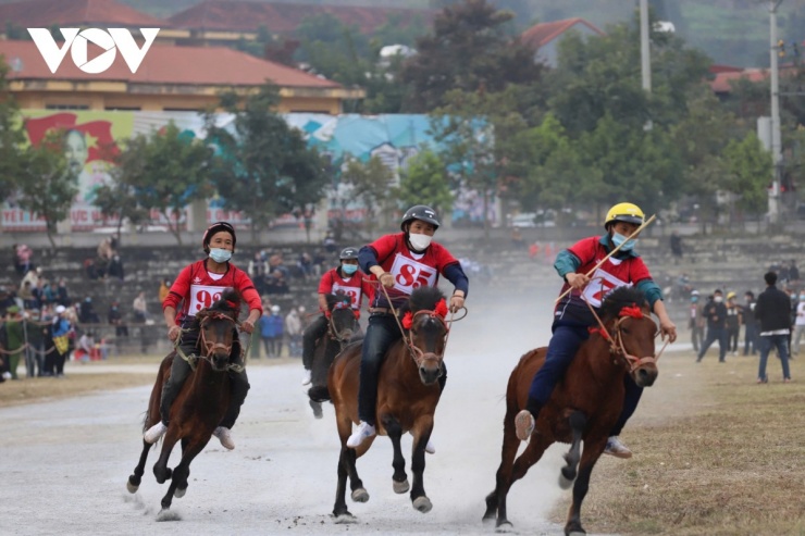 Giống ngựa Bắc Hà nhỏ mà nhanh nhẹn, người cưỡi ngựa không cần yên.