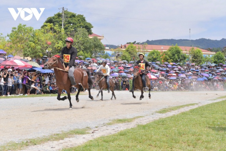 Ngựa Bắc Hà đua không yên, nài ngựa phải dùng đôi chân trần kẹp chặt vào hông ngựa