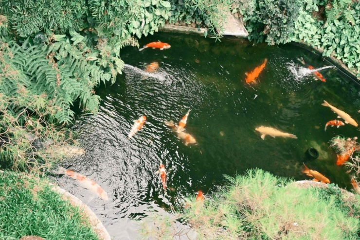 Du xuân chùa Minh Thành cùng Huỳnh Quang Nhật - 8