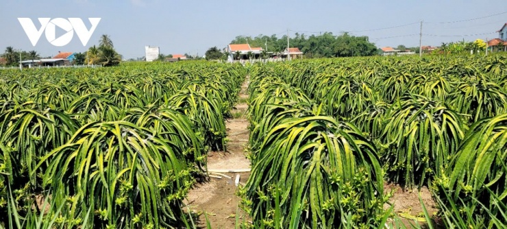 Khoảng 1 tháng nữa nhiều diện tích cây thanh long bước vào mùa thu hoạch rộ